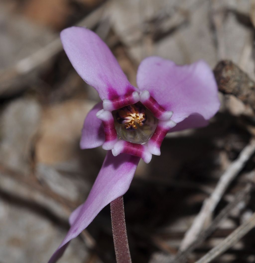 Cyclamen hederifolium