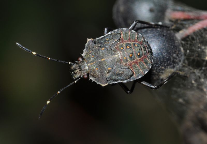 Pentatomidae: Halyomorpha halys - NUOVA PER L''ITALIA