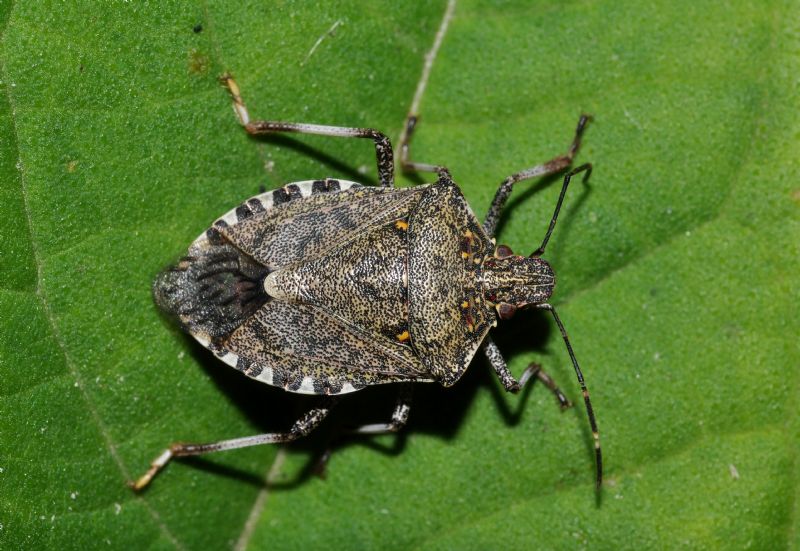 Pentatomidae: Halyomorpha halys - NUOVA PER L''ITALIA