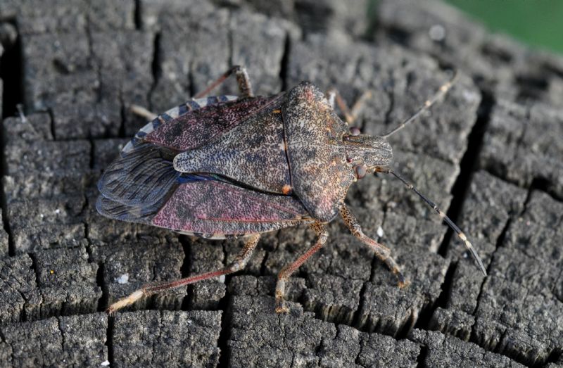 Pentatomidae: Halyomorpha halys - NUOVA PER L''ITALIA