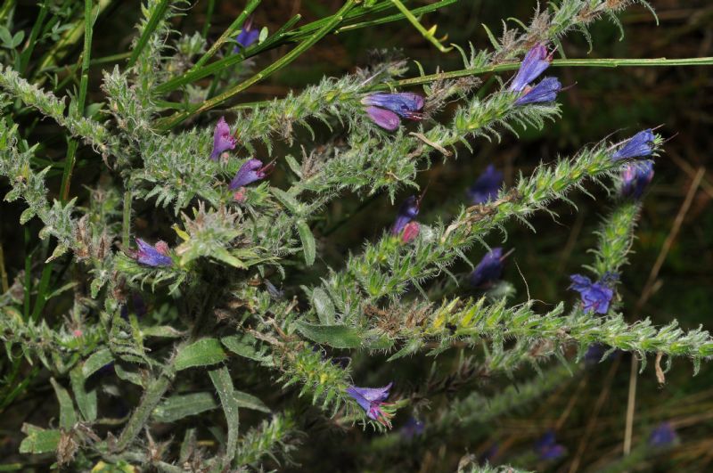 Echium vulgare
