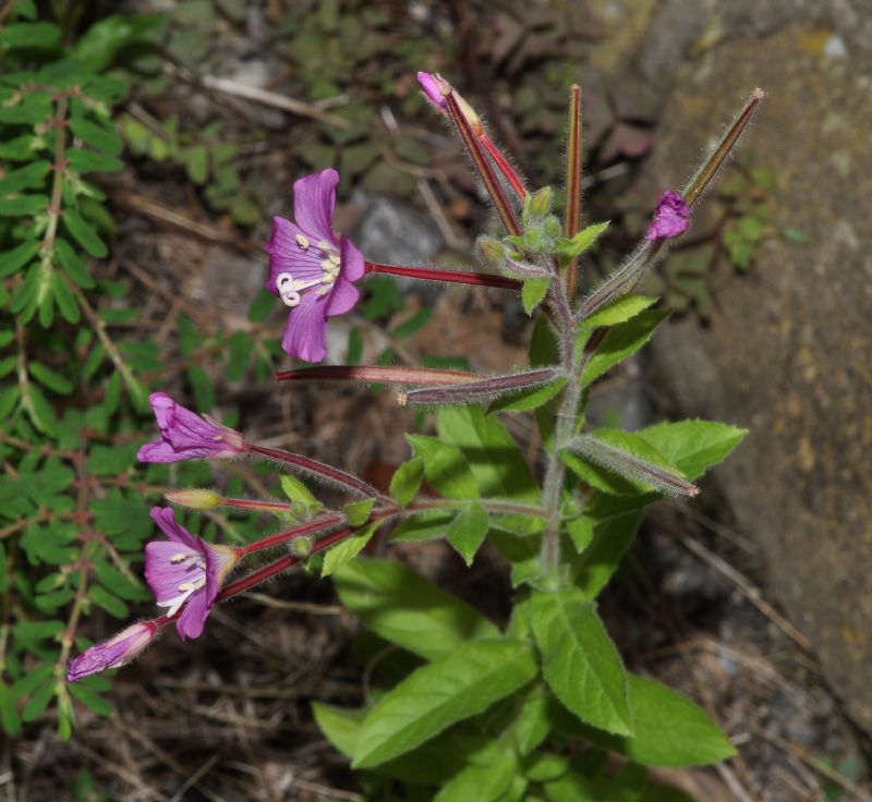 Epilobium hirsutum