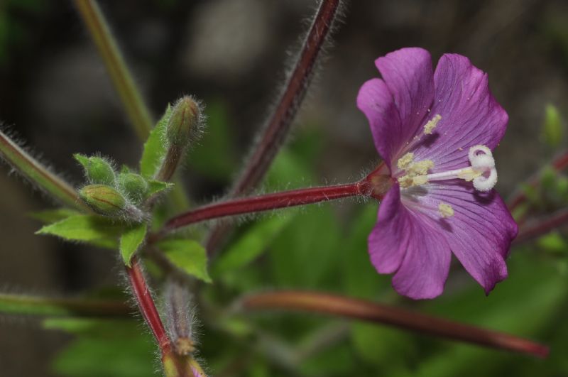 Epilobium hirsutum
