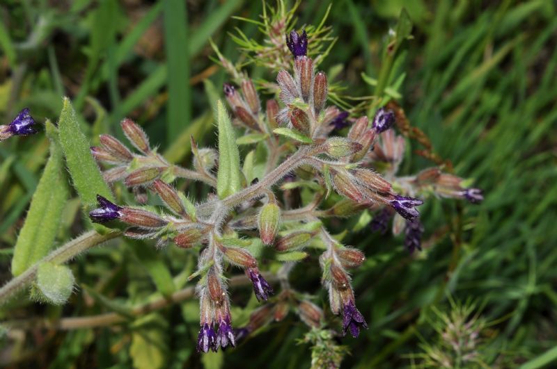Anchusa officinalis