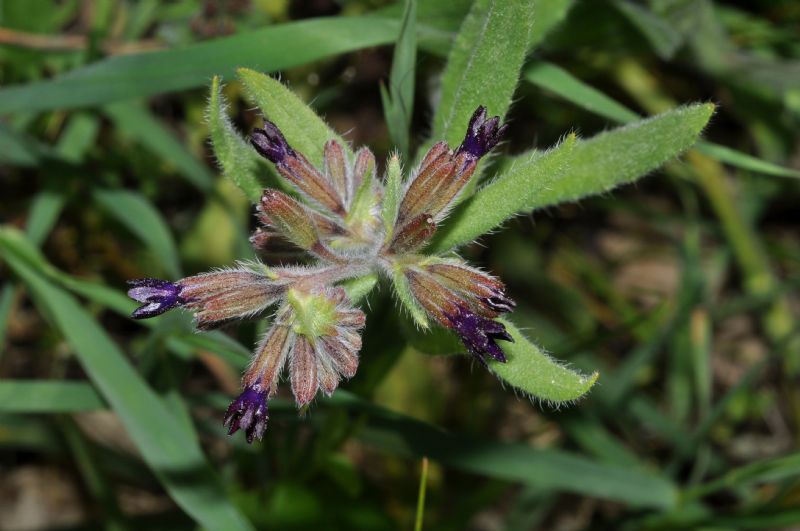 Anchusa officinalis