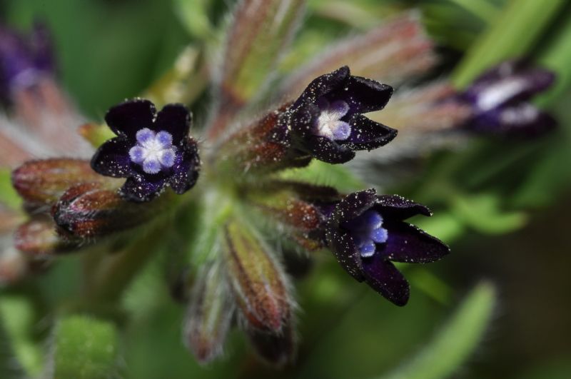 Anchusa officinalis