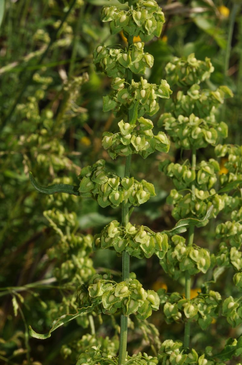 Rumex crispus / Romice crespo
