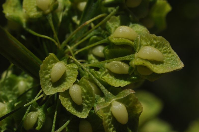 Rumex crispus / Romice crespo