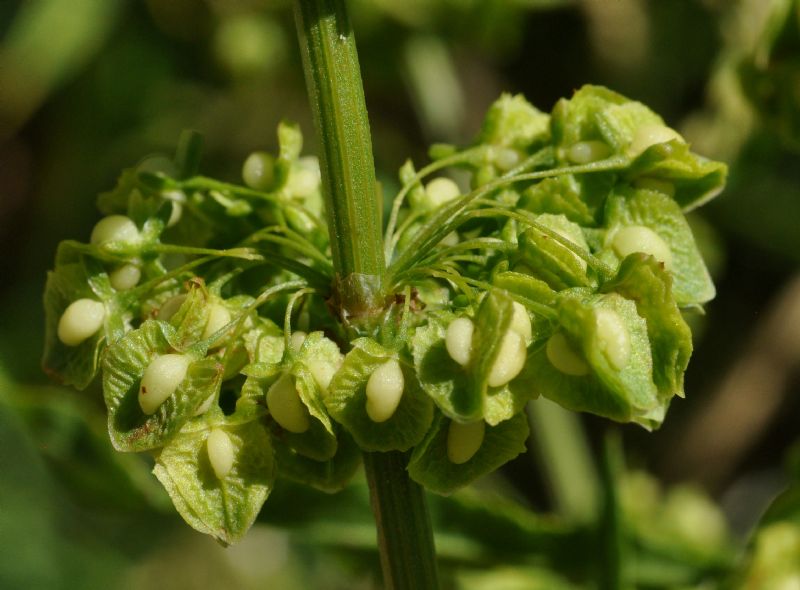 Rumex crispus / Romice crespo