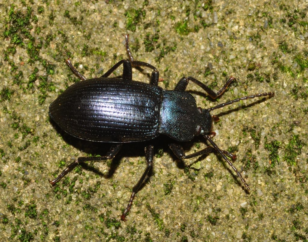 Tenebrionidae: Helops coeruleus ?