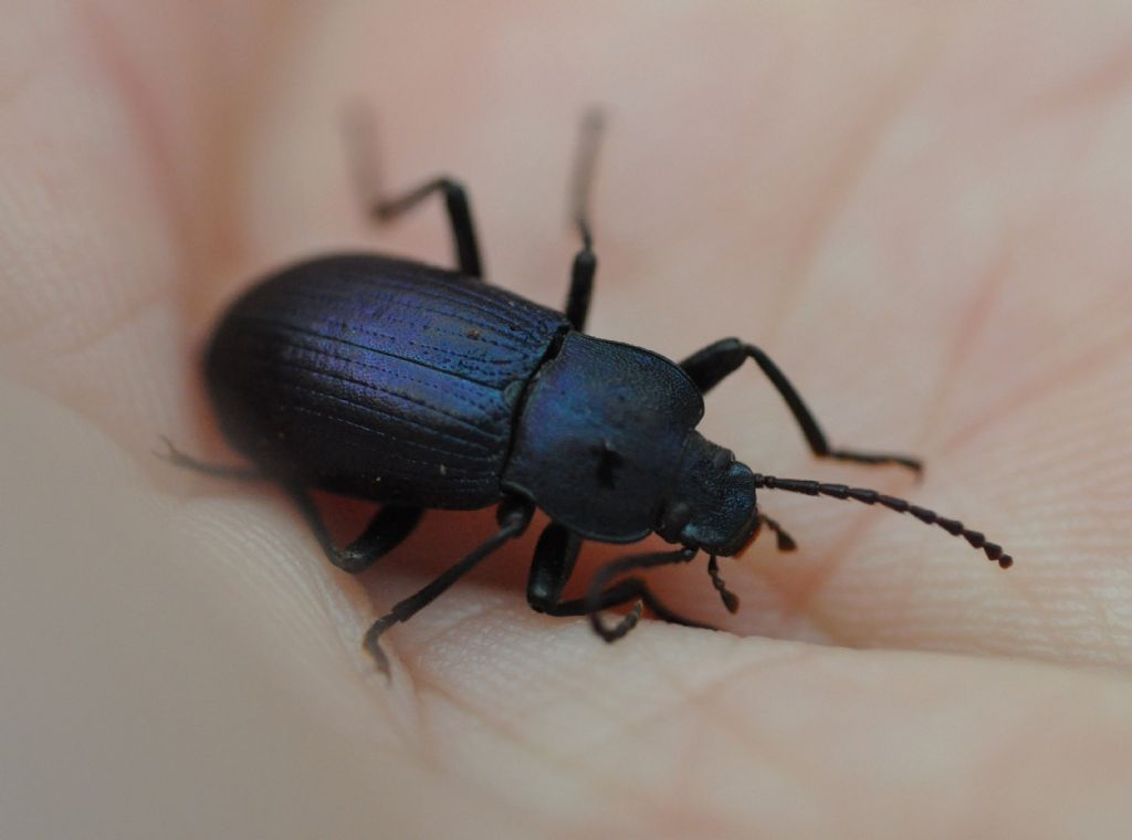 Tenebrionidae: Helops coeruleus ?