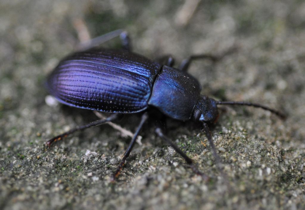 Tenebrionidae: Helops coeruleus ?