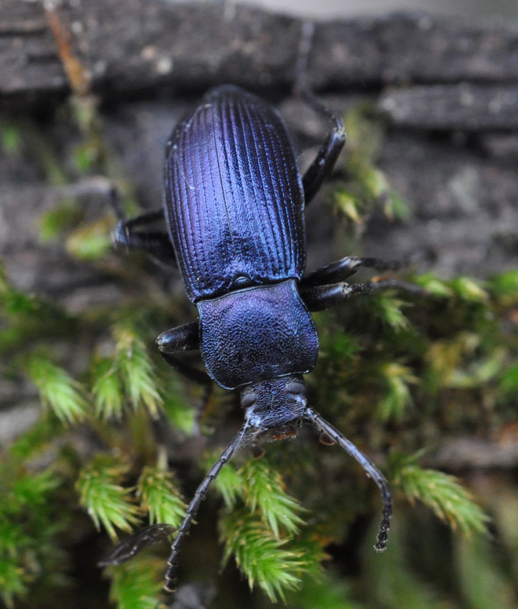 Tenebrionidae: Helops coeruleus ?