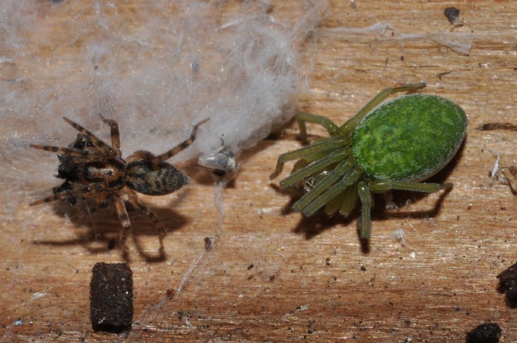 Nigma walkenaeri e Liocranum rupicola - Cavriglia (AR)