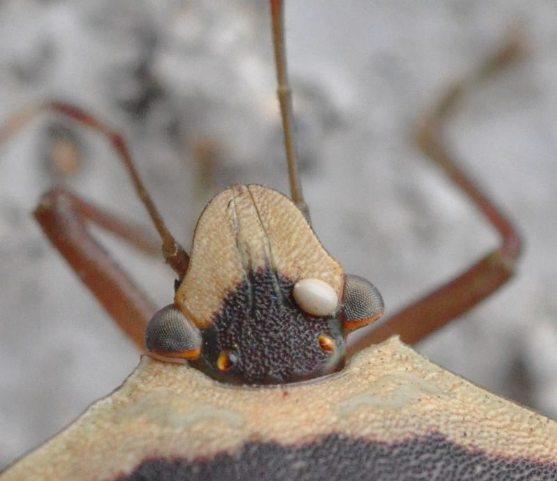 Pentatomidae: Piezodorus lituratus