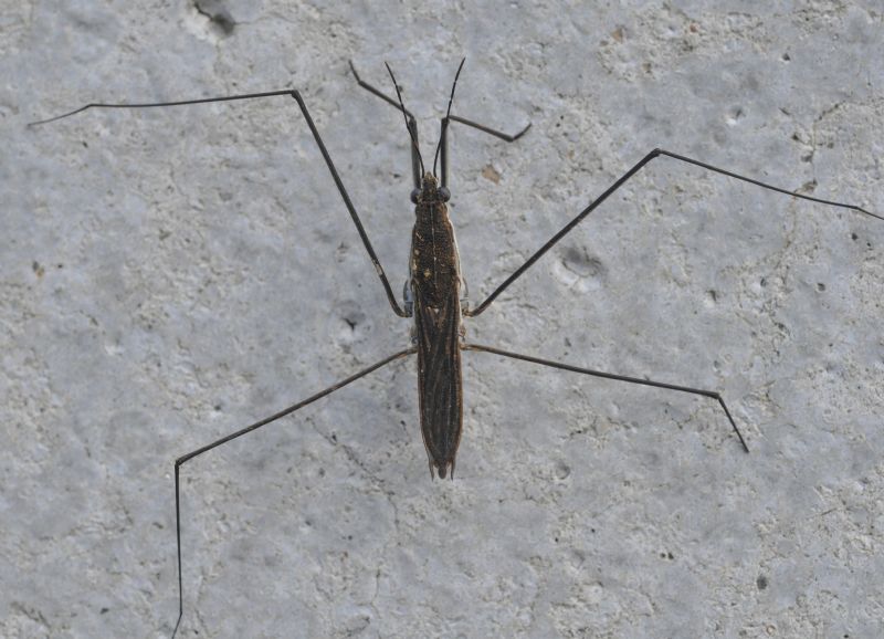 Gerridae da id