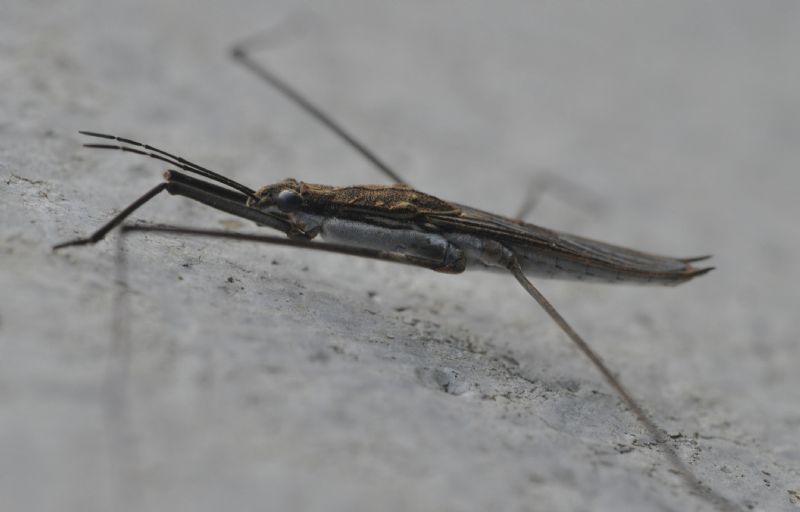 Gerridae da id