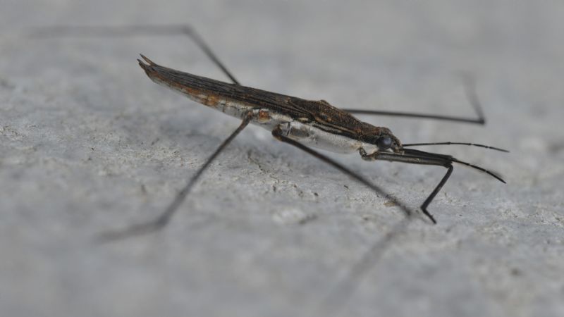 Gerridae da id