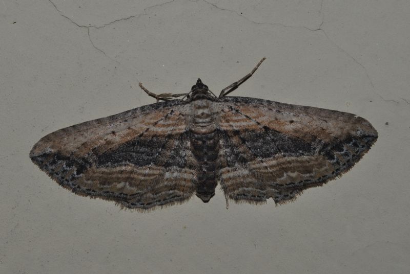 Geometridae: Horisme? S, vitalbata