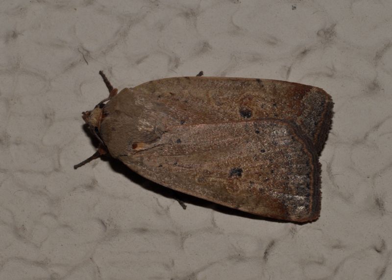 Noctuidae da id