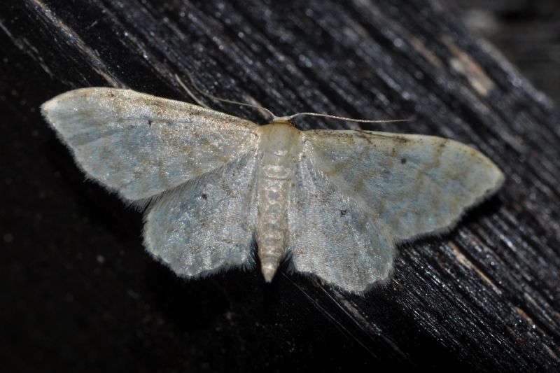 Geometridae da id - Idaea fuscovenosa