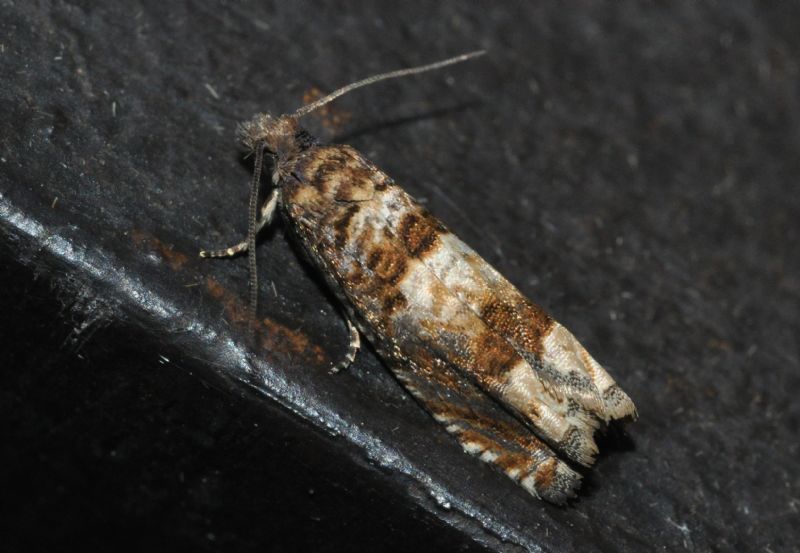 Crambidae (forse) da id...2 - Cfr. Crocidosema plebejana