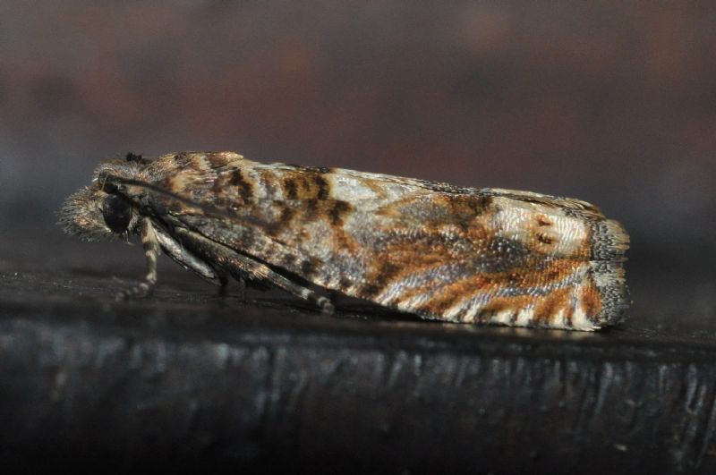Crambidae (forse) da id...2 - Cfr. Crocidosema plebejana