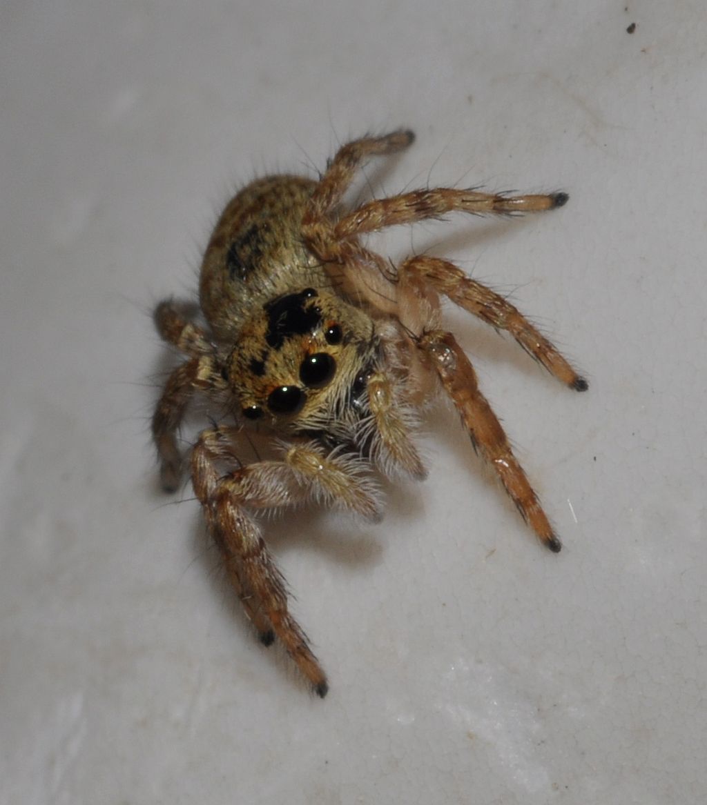 Carrhotus xanthogramma - Cavriglia (AR)