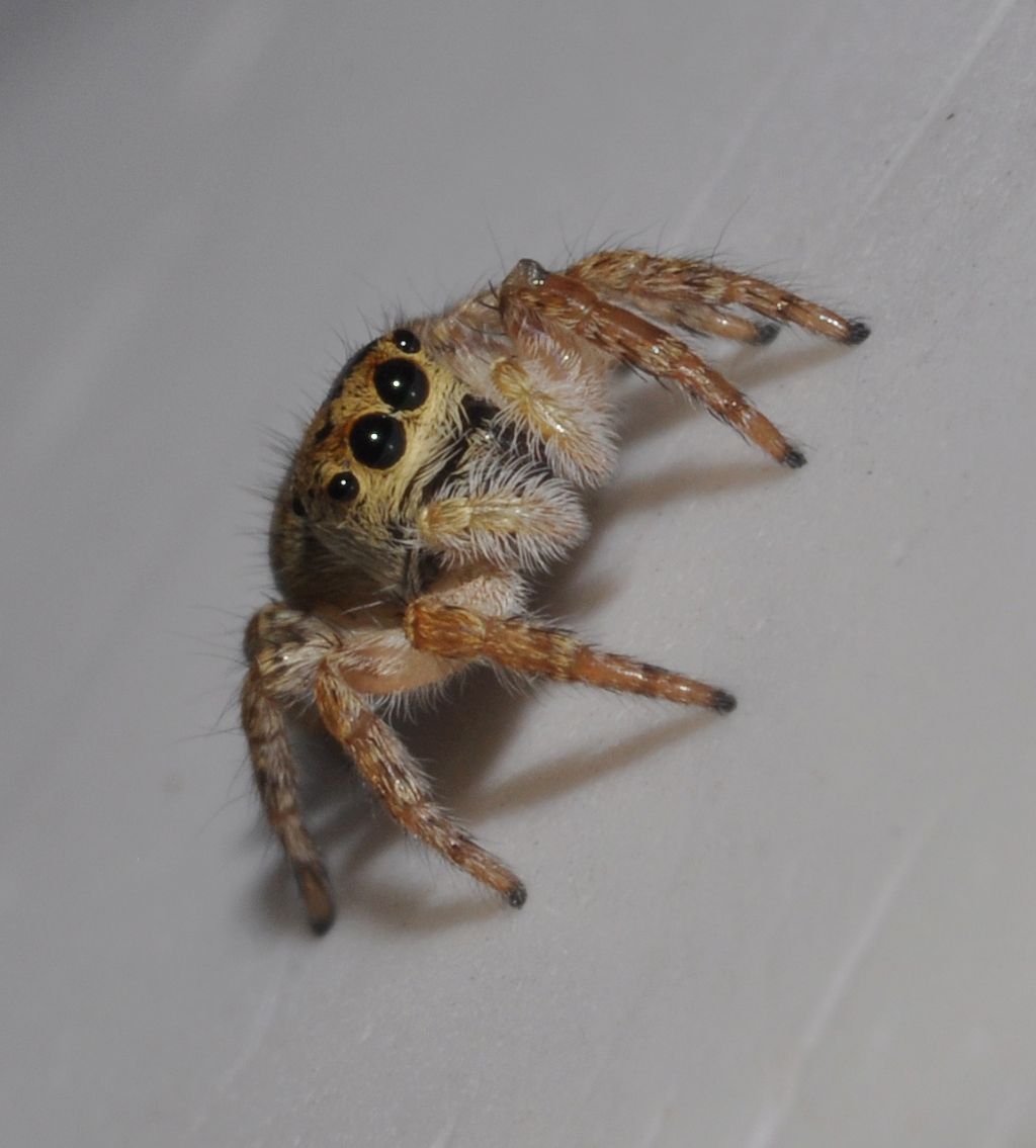 Carrhotus xanthogramma - Cavriglia (AR)