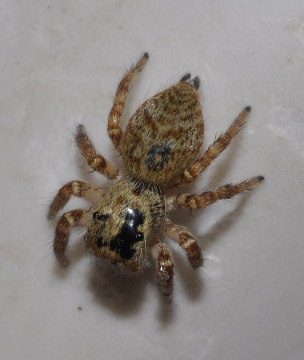 Carrhotus xanthogramma - Cavriglia (AR)
