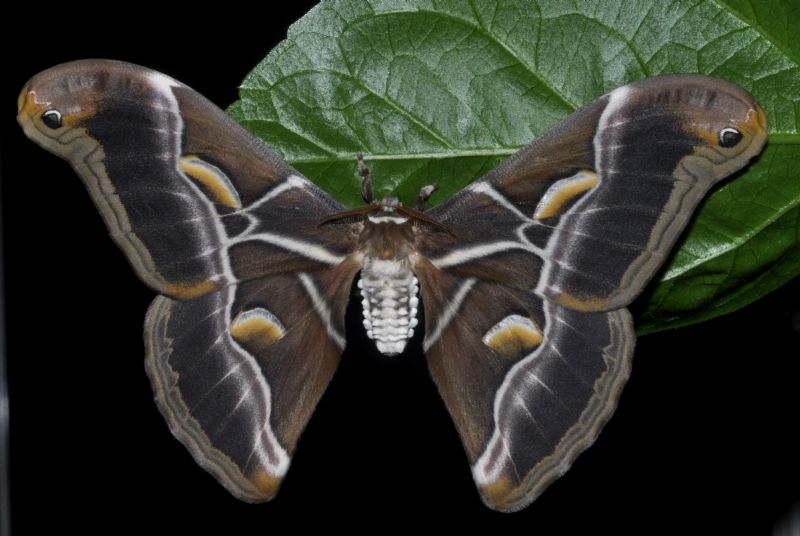  nata cynthia