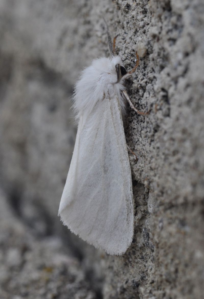 tutta bianca da id