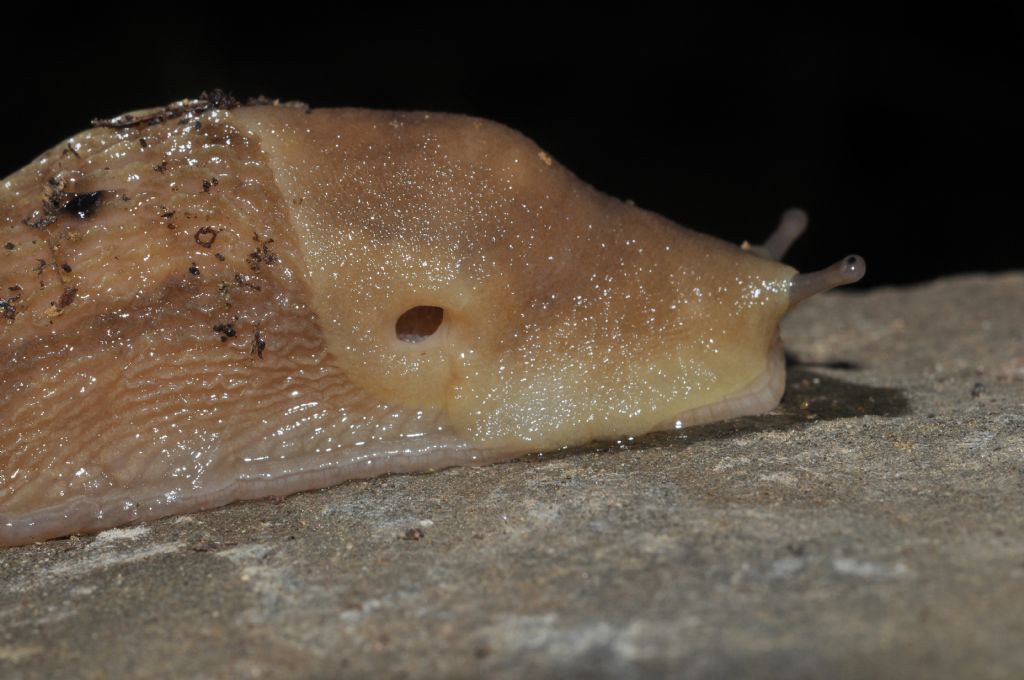 Limax aldrovandi Moquin-Tandon 1855 da Cavriglia (AR)