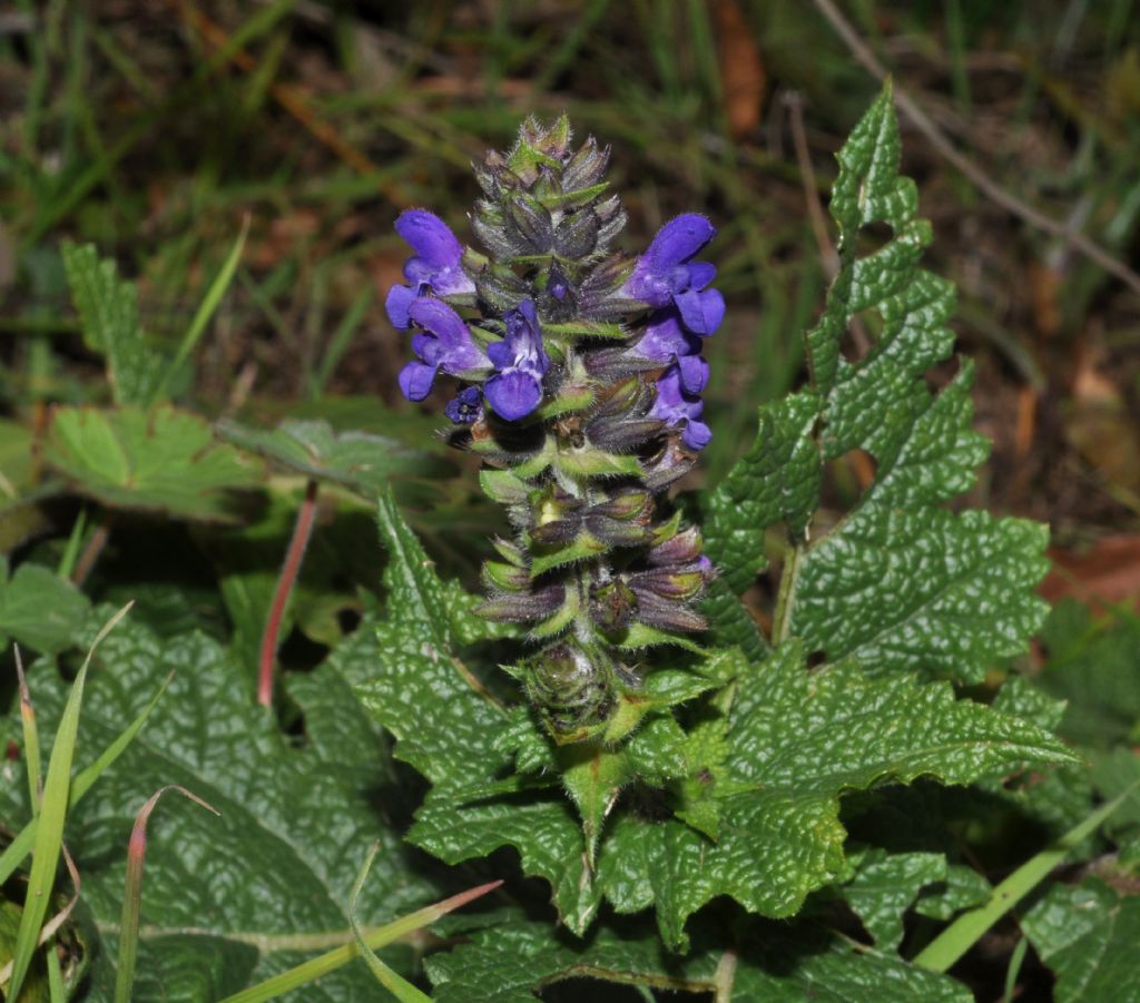 l'' ultima pianta in fiore del 2013: Salvia verbenaca