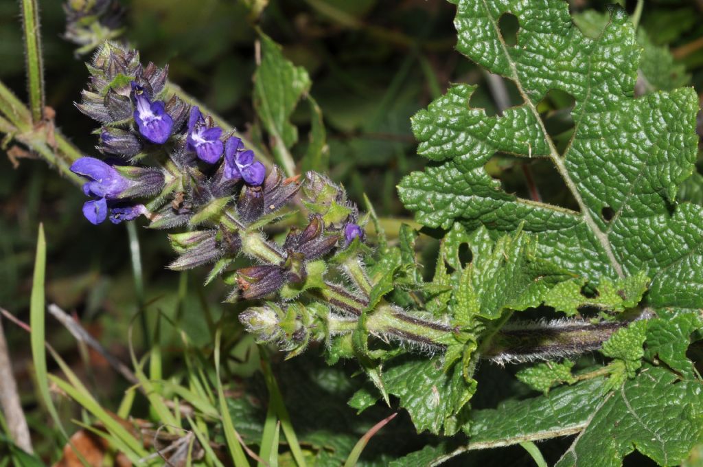 l'' ultima pianta in fiore del 2013: Salvia verbenaca