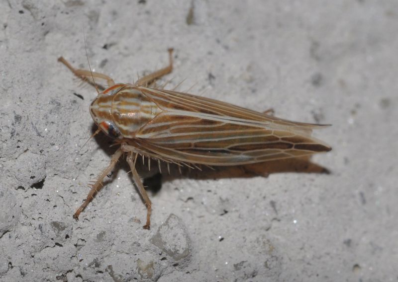 Cicadellidae da id (2)