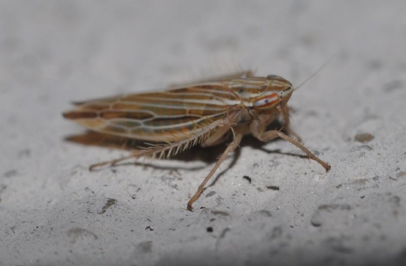 Cicadellidae da id (2)