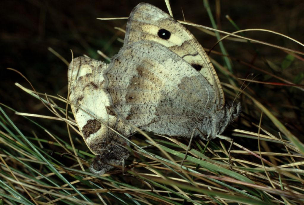 M e F  : foto di coppia