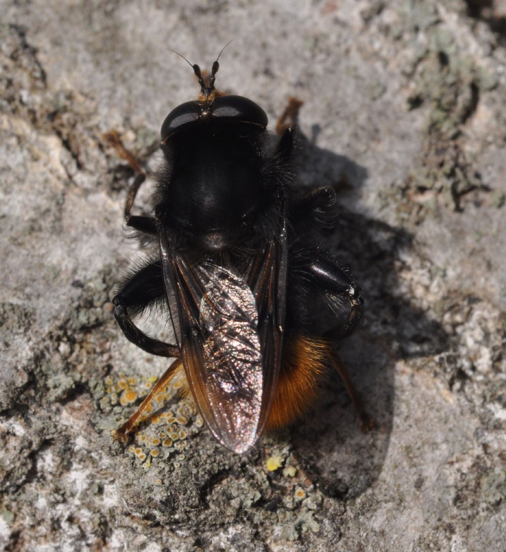 Syrphidae: Criorhina?
