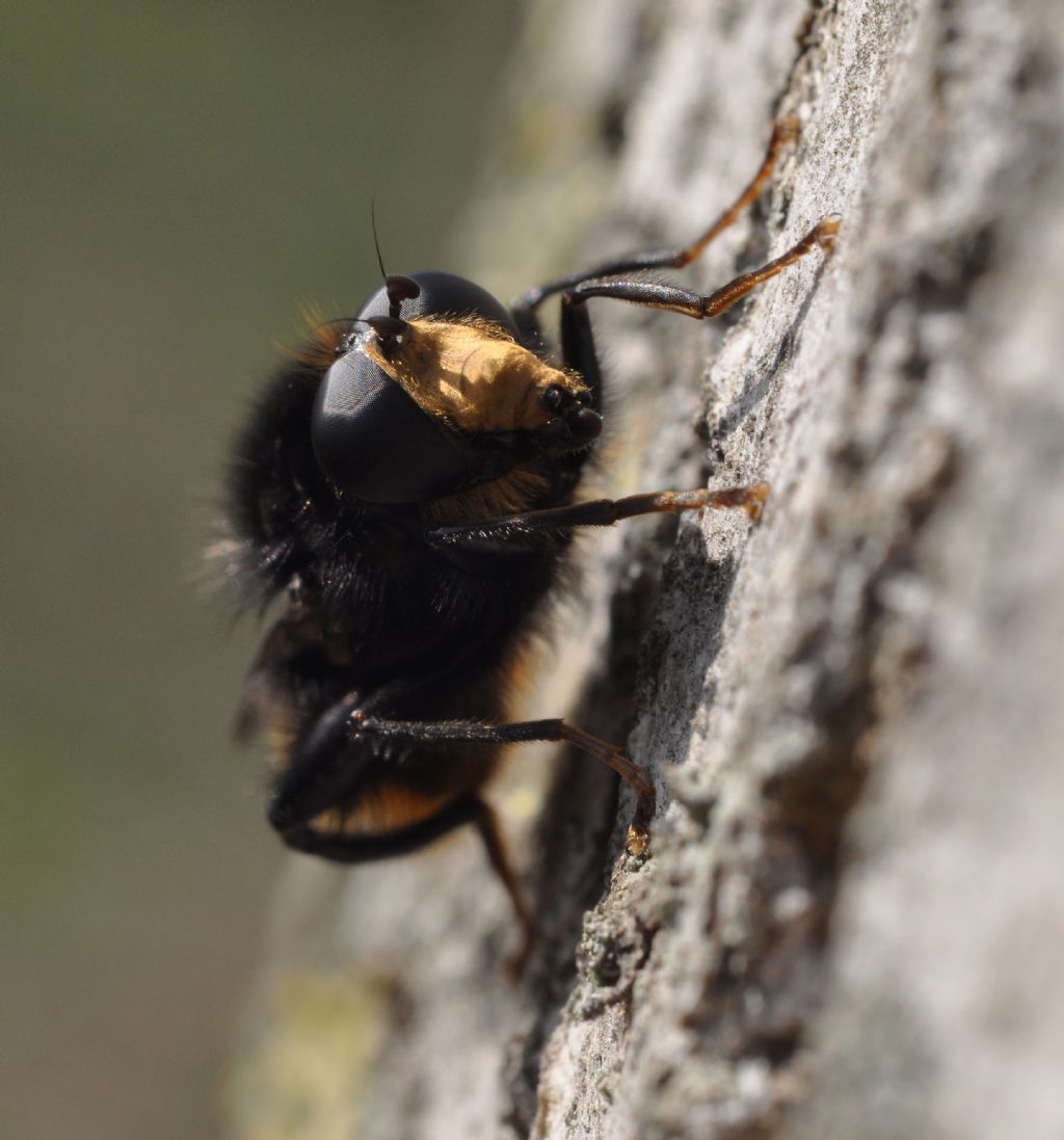 Syrphidae: Criorhina?