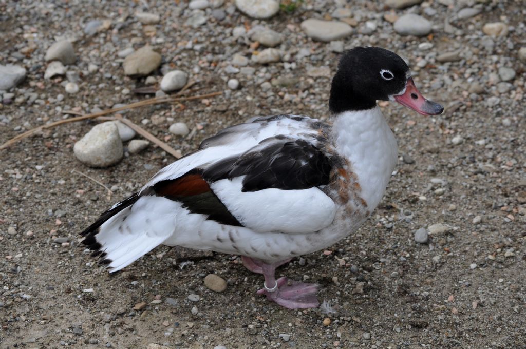 identificazione Anatidae