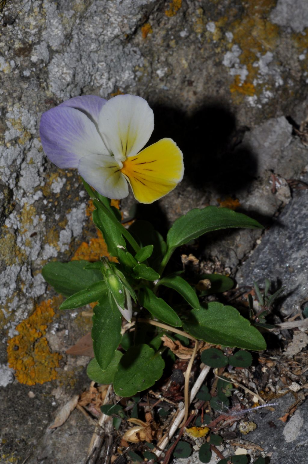 Viola da id - Viola tricolor