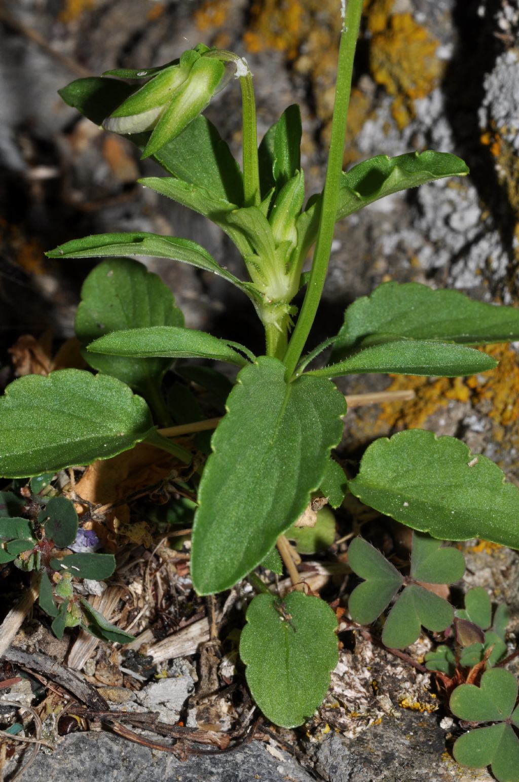 Viola da id - Viola tricolor