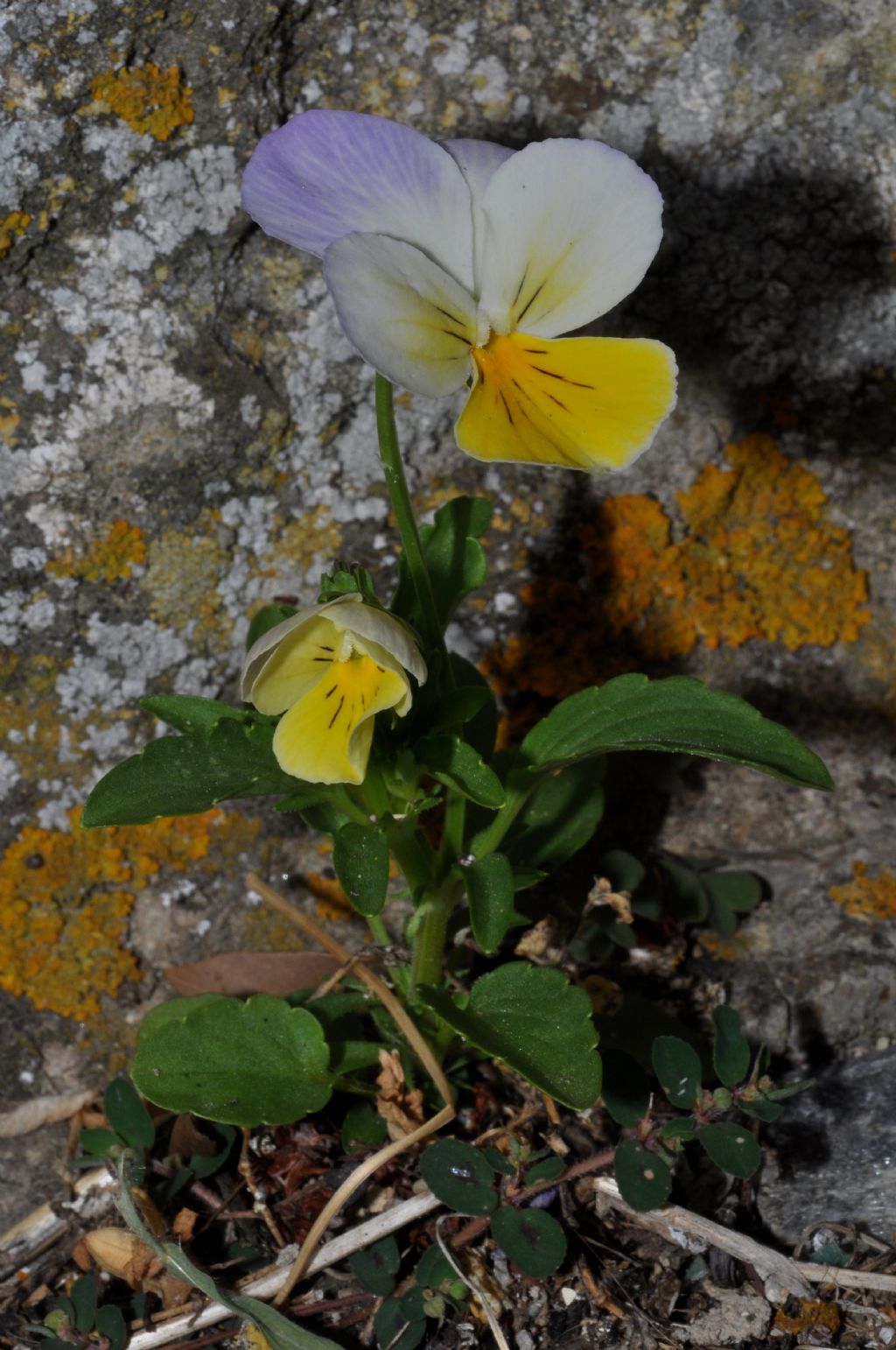 Viola da id - Viola tricolor