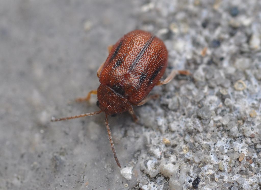 Lochmaea crataegi (Chrysomelidae)