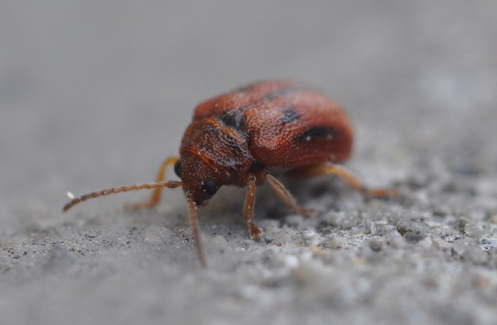 Lochmaea crataegi (Chrysomelidae)