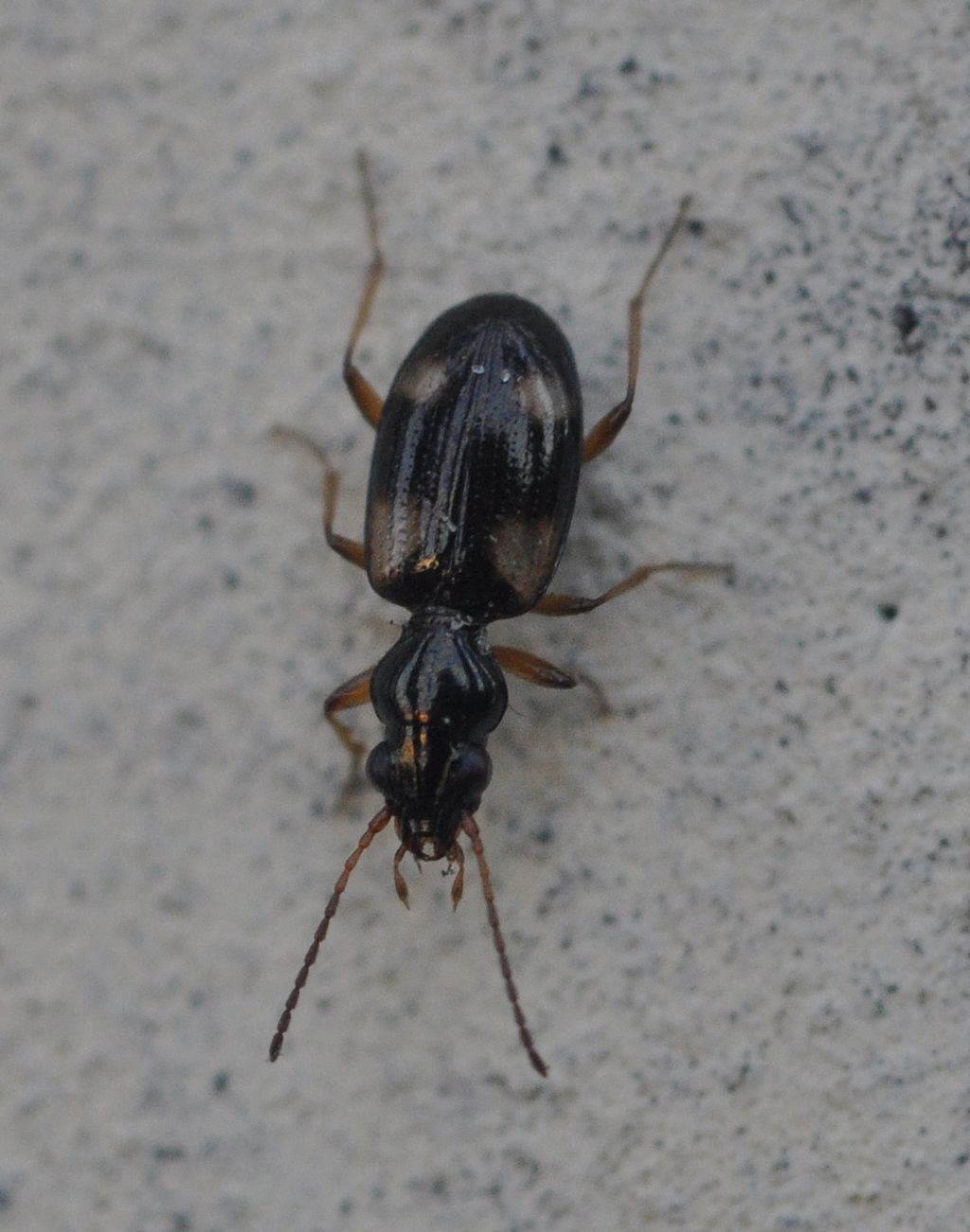 Carabidae: Bembidion quadrimaculatum