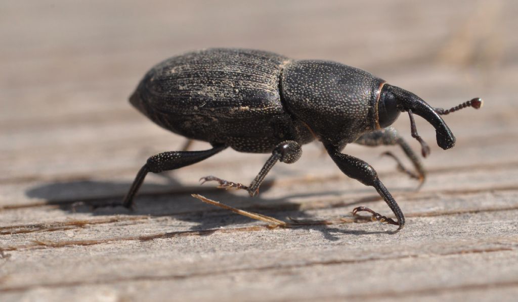 Sphenophorus abbreviatus  (Dryophthoridae)