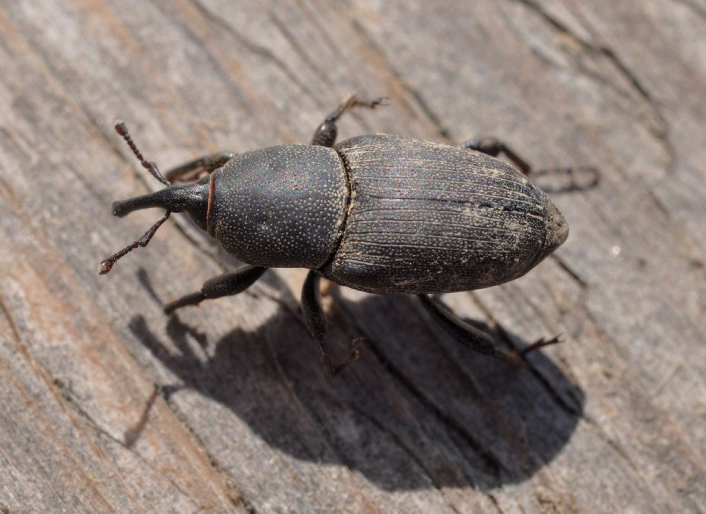 Sphenophorus abbreviatus  (Dryophthoridae)