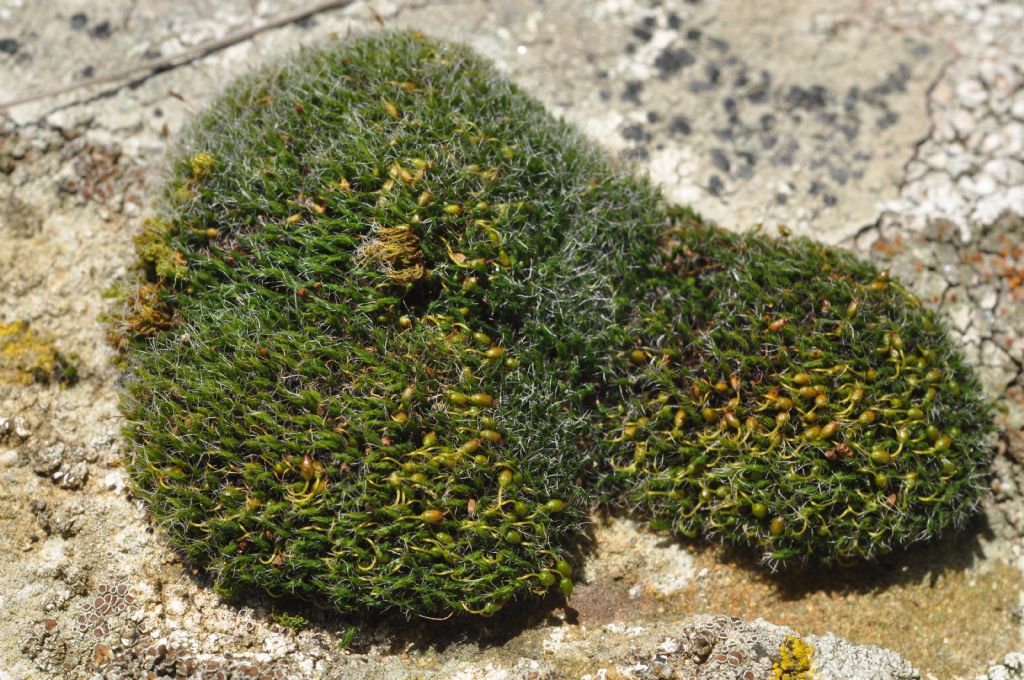 muschio da id - Grimmia sp.